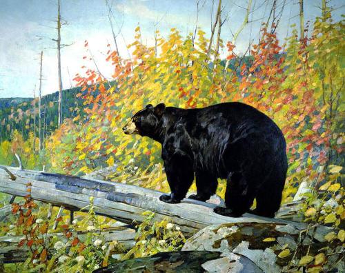 American Black Bear