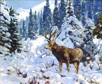 Mule Deer in Snow