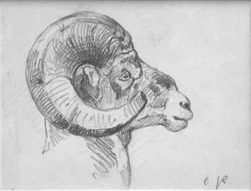 Rams Head Sketch