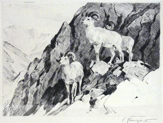 Dall's Sheep