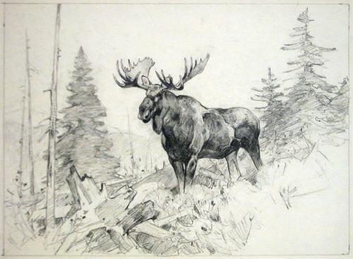 Sketch of a Moose