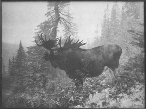 The Moose