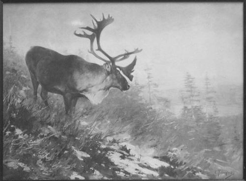 The Caribou