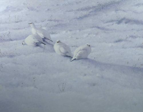 Winter Ptarmigan, Spitzbergen