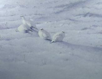 Winter Ptarmigan, Spitzbergen