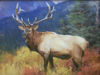 Bull Elk