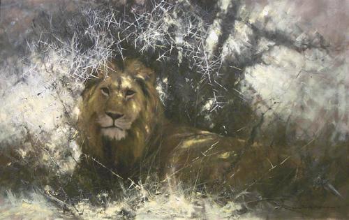 Lion Resting