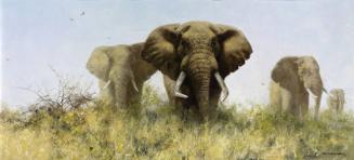 The Four Gentlemen of Selous