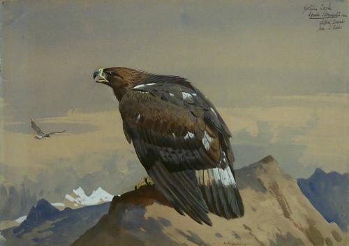 Golden Eagle