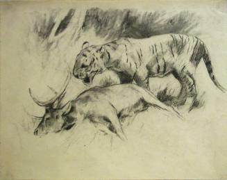 Study of a Tiger with its Kill