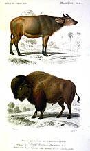 Quadrupedes - Bauf brachycere, Bison (Bos americanus) Travies