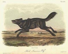 Black American Wolf