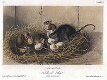 Black Rat