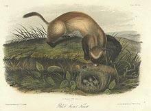 Black Footed Ferret