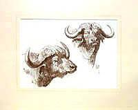 Buffalo