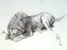 Lion Sketch