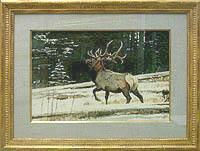 Bull Elk