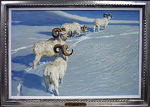 Five Dall Sheep